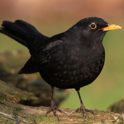 Amsel