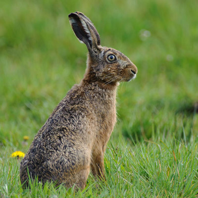 Feldhase