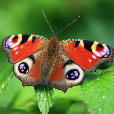Tagpfauenauge